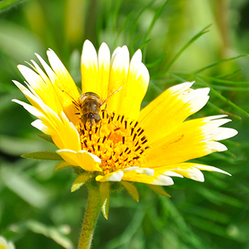 Fleurs Utiles au Potager